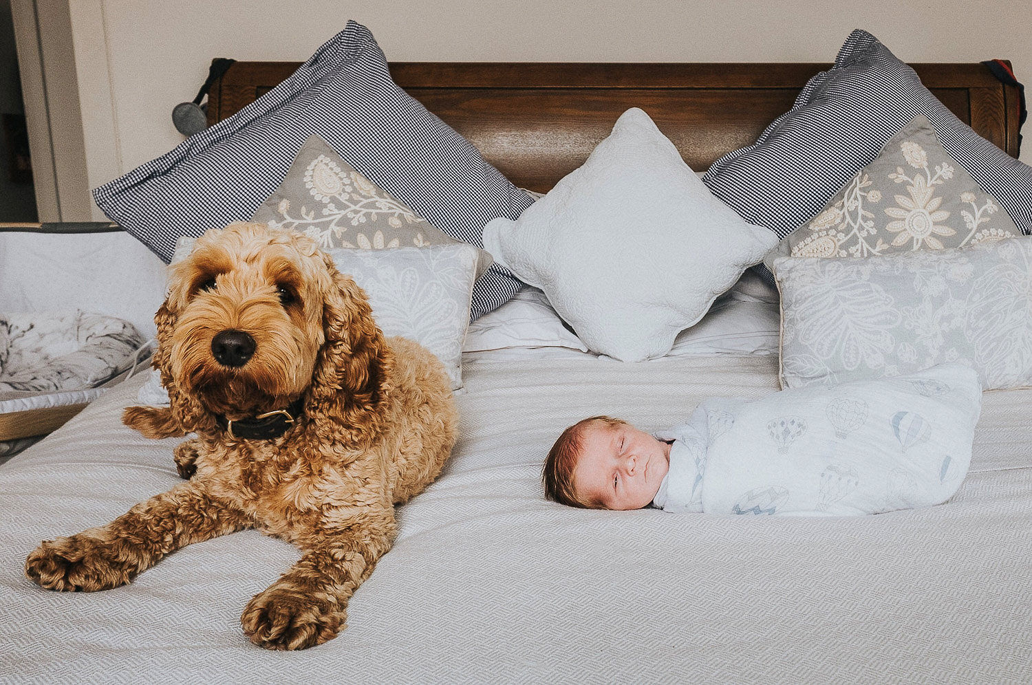 Dog with newborn baby photo shoot at home