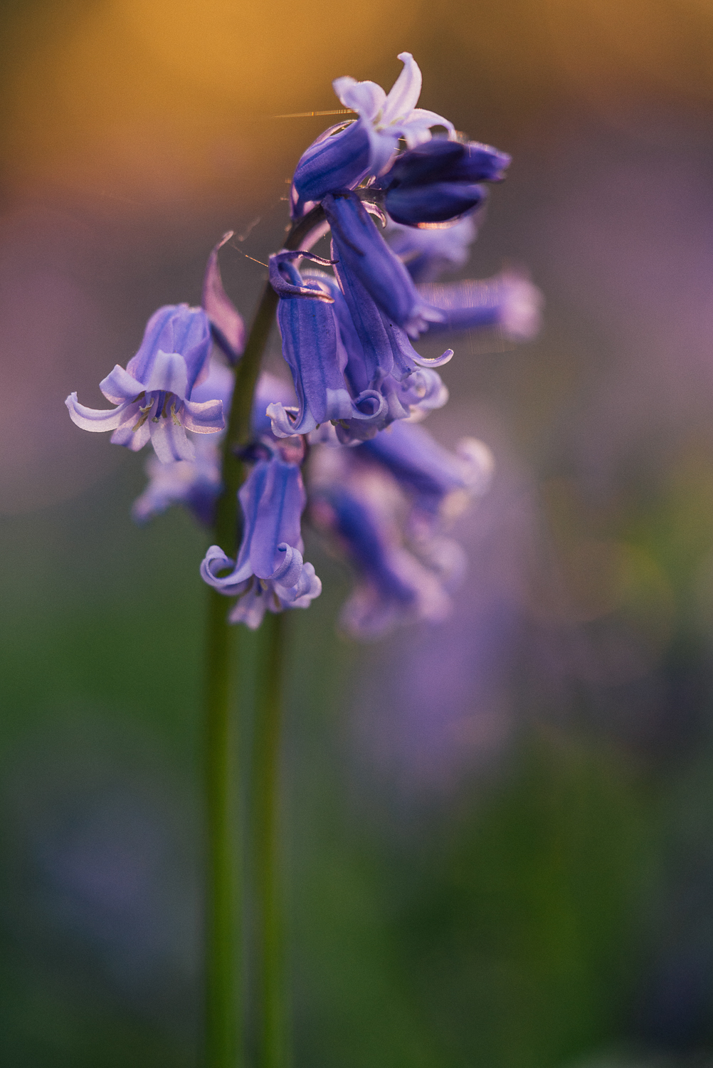 bluebells in Kent woods close up purple