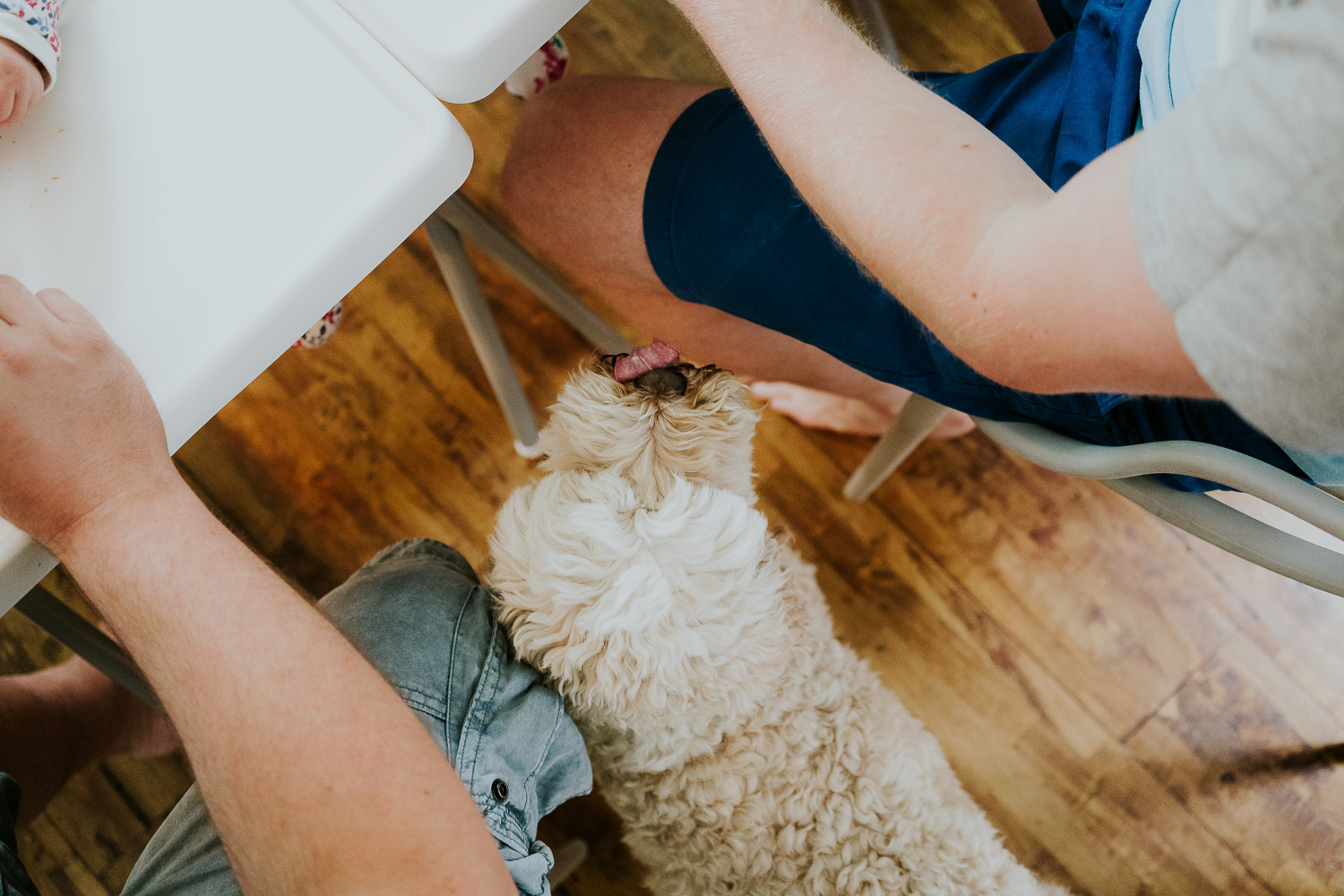 day in the life photo shoot cockapoo licking man's leg shot from above