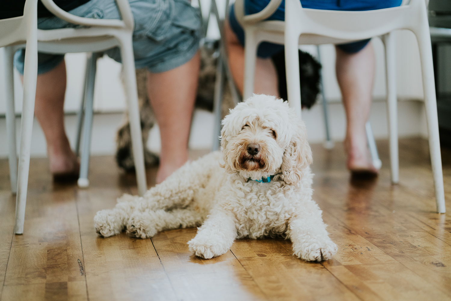day in the life photo shoot cockapoo lying on floor under dining chairs