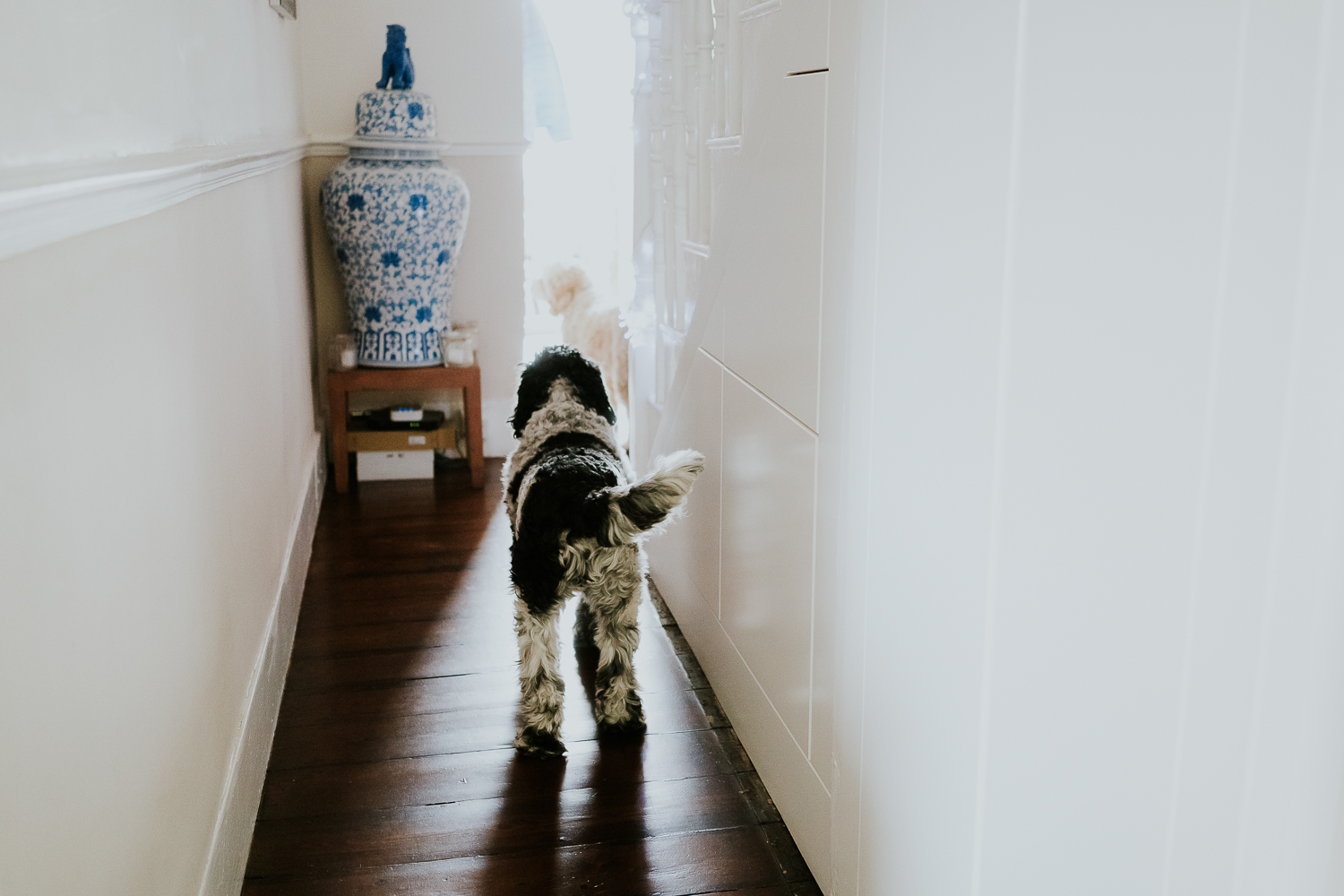 day in the life photo shoot two cockapoos in home hallway