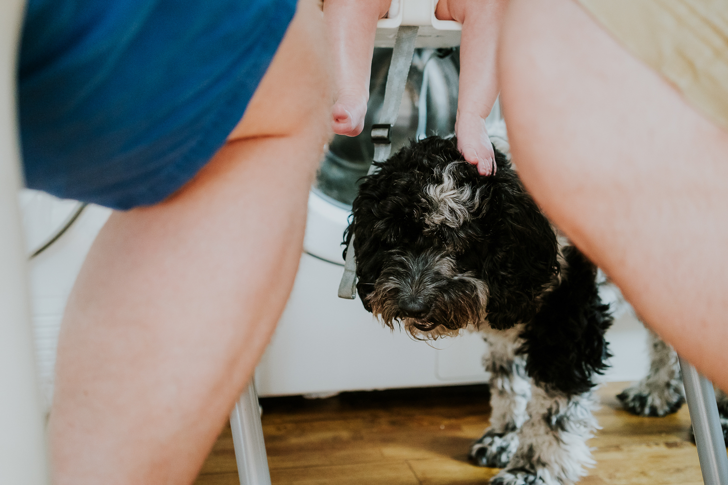 day in the life photo shoot cockapoo sitting underneath baby girl in highchair out of shot with her foot resting on the dogs head