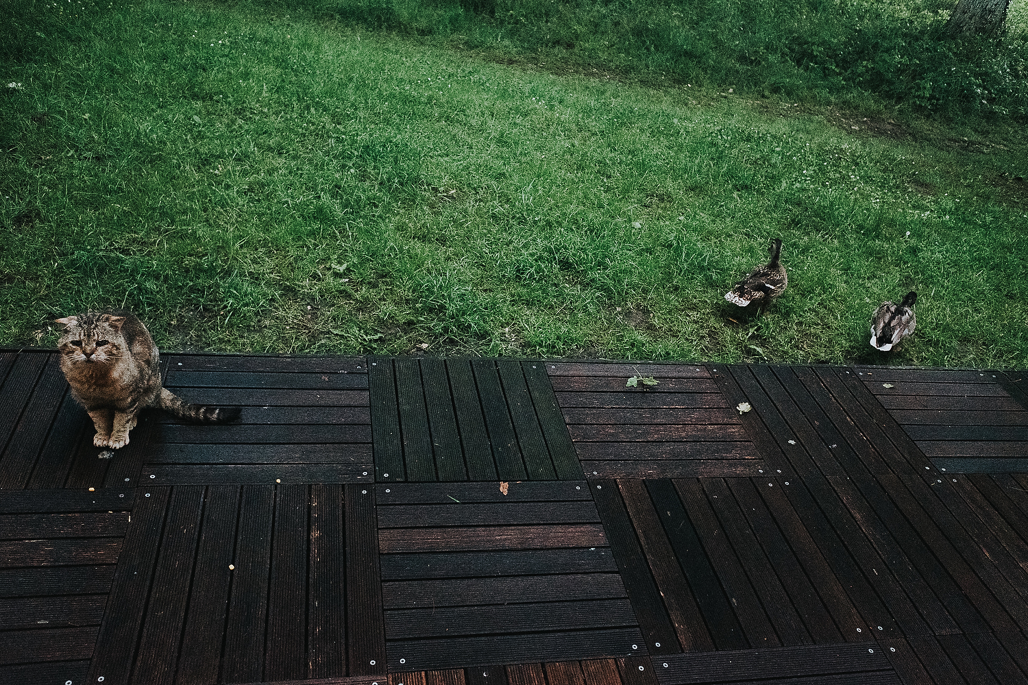 CAT IN GARDEN IGNORING TWO DUCKS NEARBY FAMILY PHOTOGRAPHY AT CENTER PARCS FRANCE LAC D'AILETTE